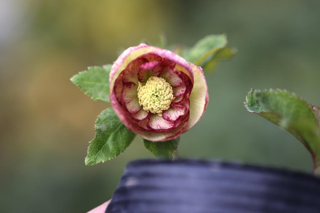 かーくん クリスマスローズ 開花株 DDイエロー刷毛ピコ（大株）