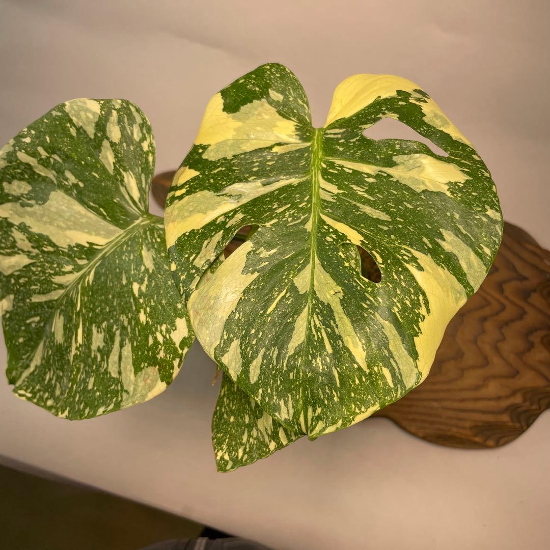 t*p様 L010 Creme Brulee モンステラ・クレームブリュレ