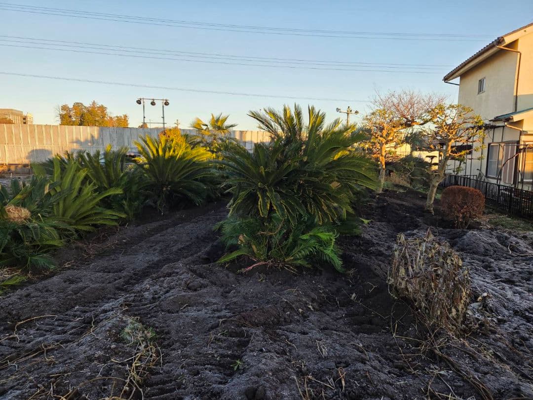 大きめのソテツ 観葉植物ソテツ　ディクソニア　ワシントンヤシ　ココスヤシ