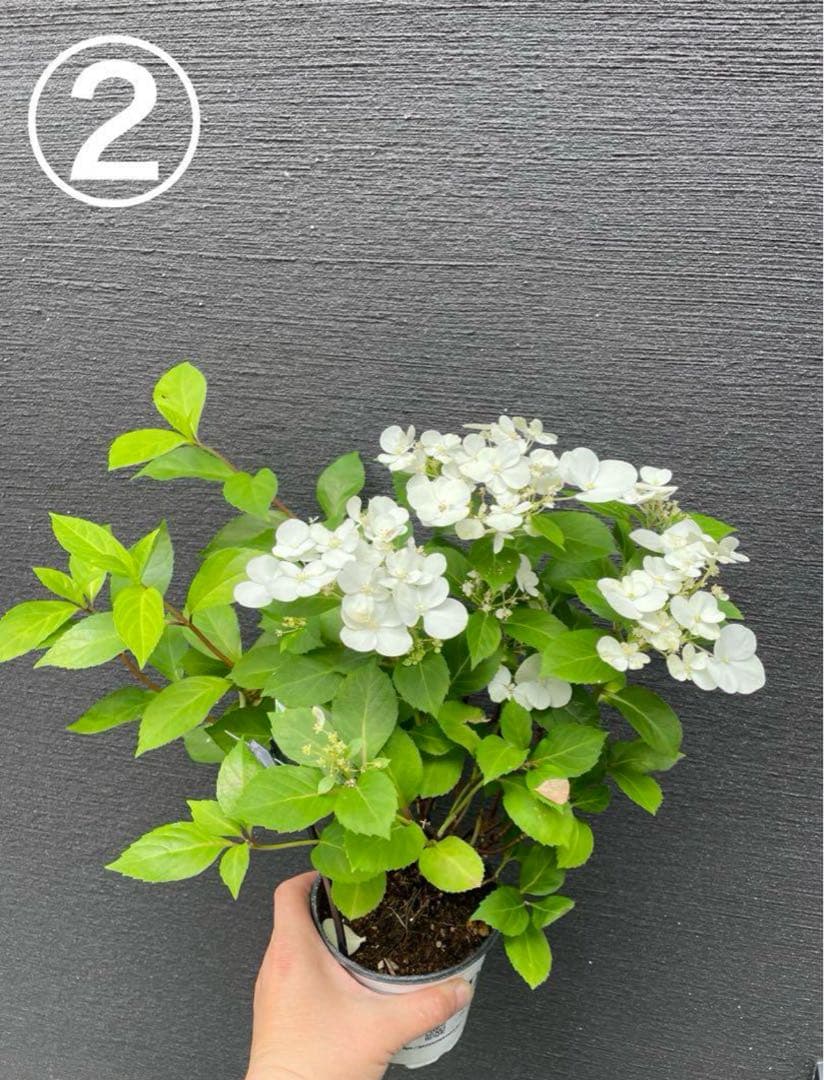 【花苗】ラグランジア　シャンデリーニ　タグ付き　正規品　お花開花中