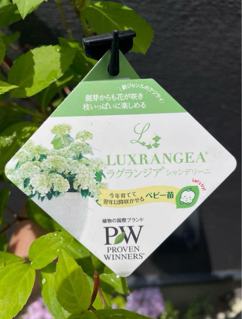 【花苗】ラグランジア　シャンデリーニ　タグ付き　正規品　お花開花中