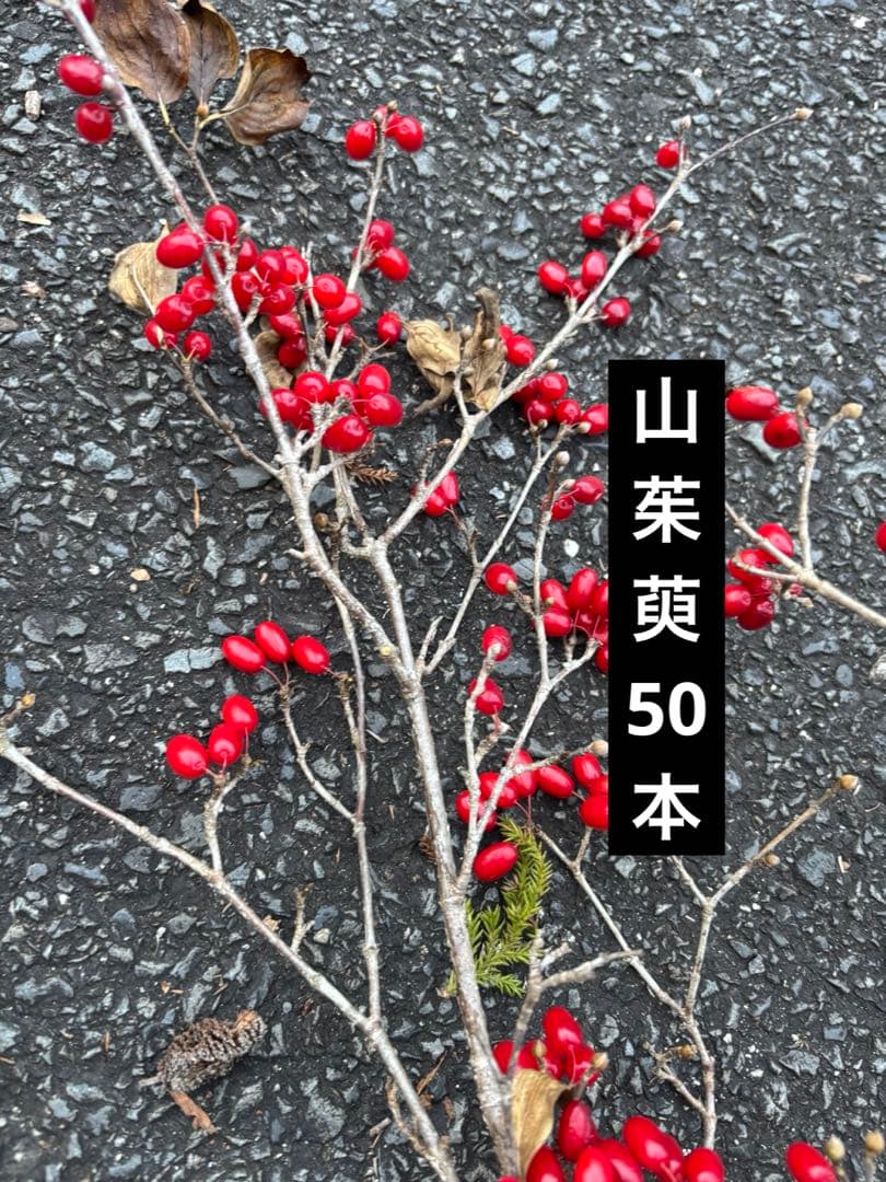 山茱萸　50本