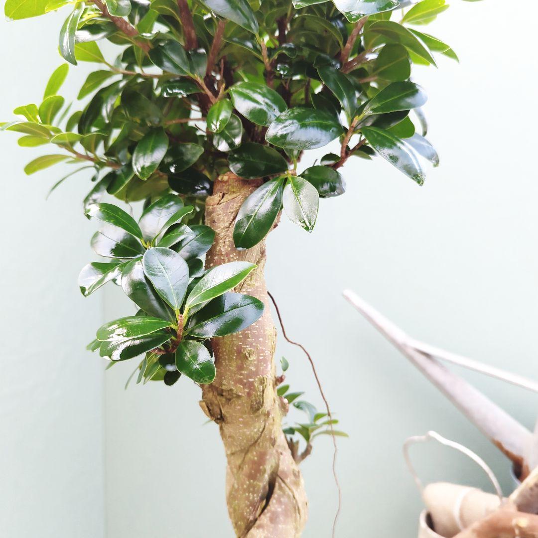 【現品】曲がり 昇り龍 ガジュマル 縁起物 白 ロングポット７