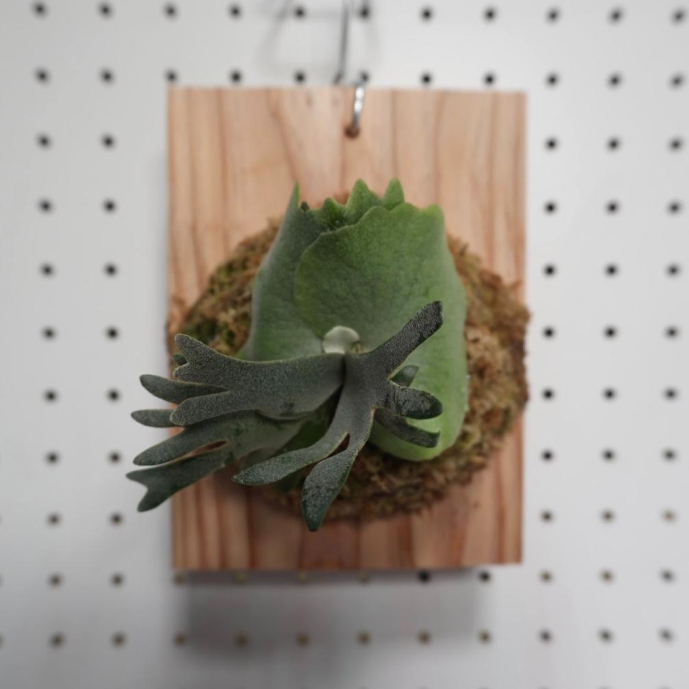 ビカクシダ OMG ウィリンキードワーフ 板付 O-5