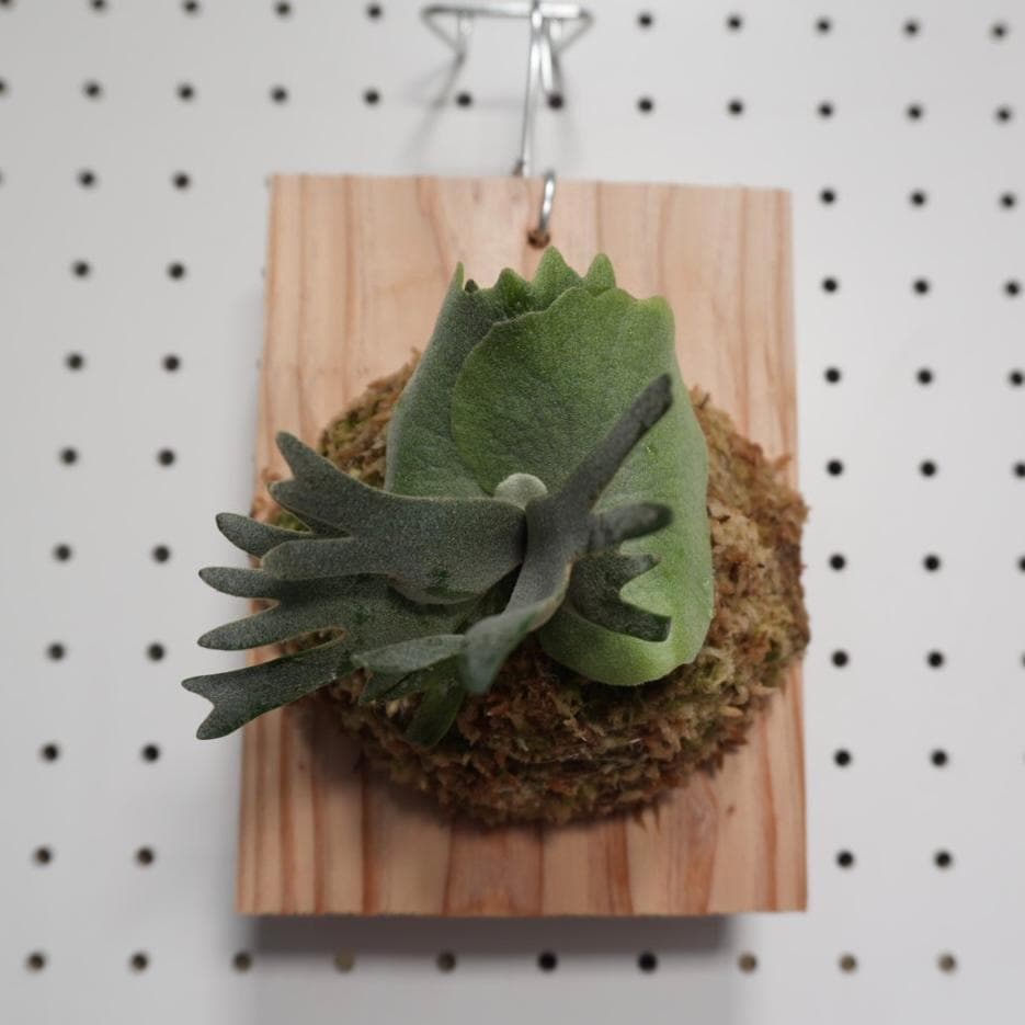 ビカクシダ OMG ウィリンキードワーフ 板付 O-5