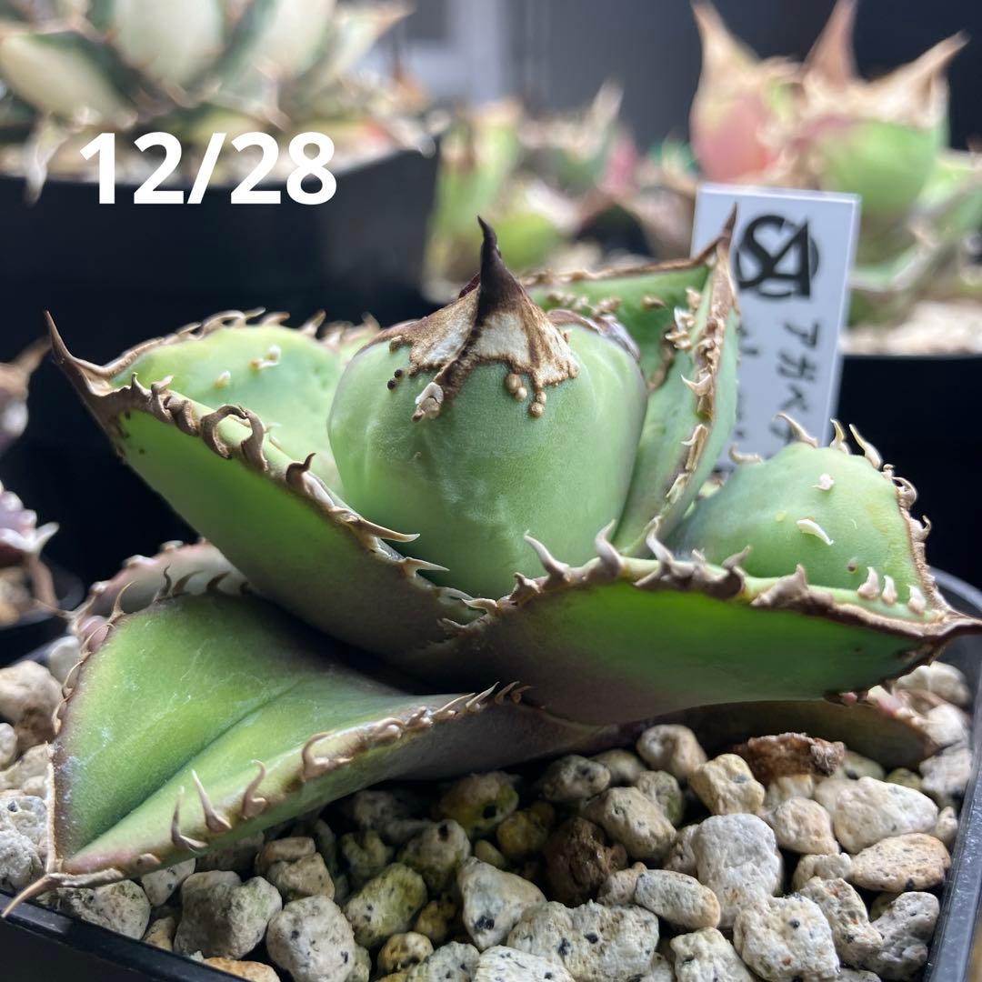 yyy　ぶつぶつ【鉢ごと発送】活着　太棘　アガベ　チタノタ　鰐亀　TC