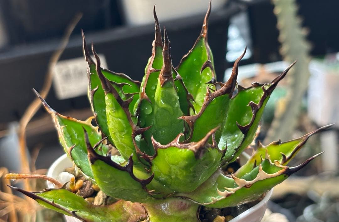 実生 妖炎短葉ホリダ 検索)オアハカ オテロイ チタノタ アガベ fo-076