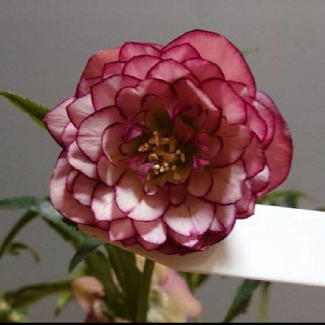 クリスマスローズ　多弁系　ダークピンクピコティdd　開花株