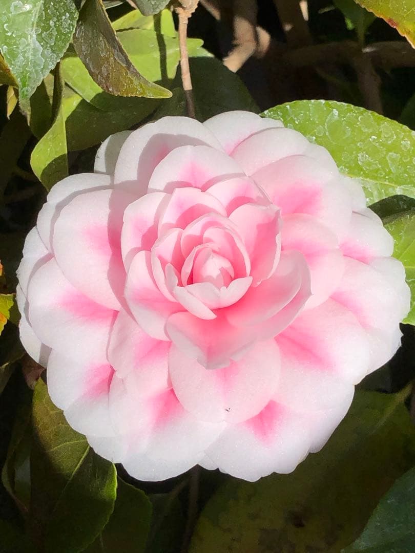 浦風　接木苗　椿　鉢底約100cm