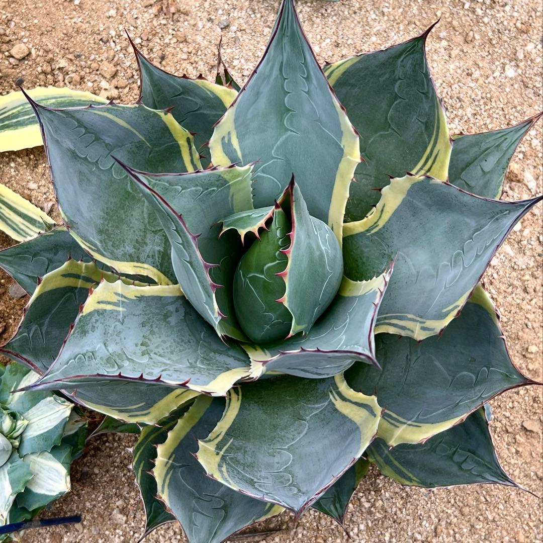 abu様　オバティサナ　シースター　地植え　大株