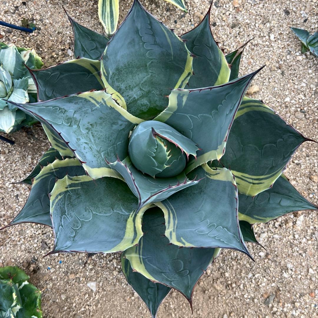 abu様　オバティサナ　シースター　地植え　大株