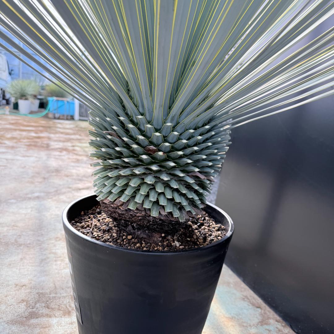 【AL1175】ユッカ　ロストラータ　極太　超美形　シルバーブルー　葉数多