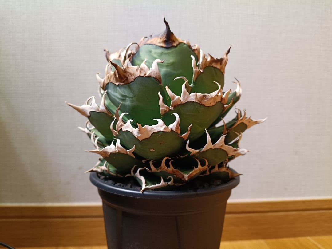 アガベチタノタレッドキャットウィーズル　赤猫　大株特選　オテロイ