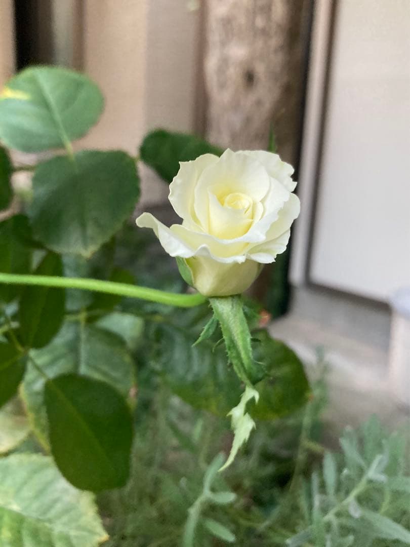 希少　レア　バラ苗　6号鉢