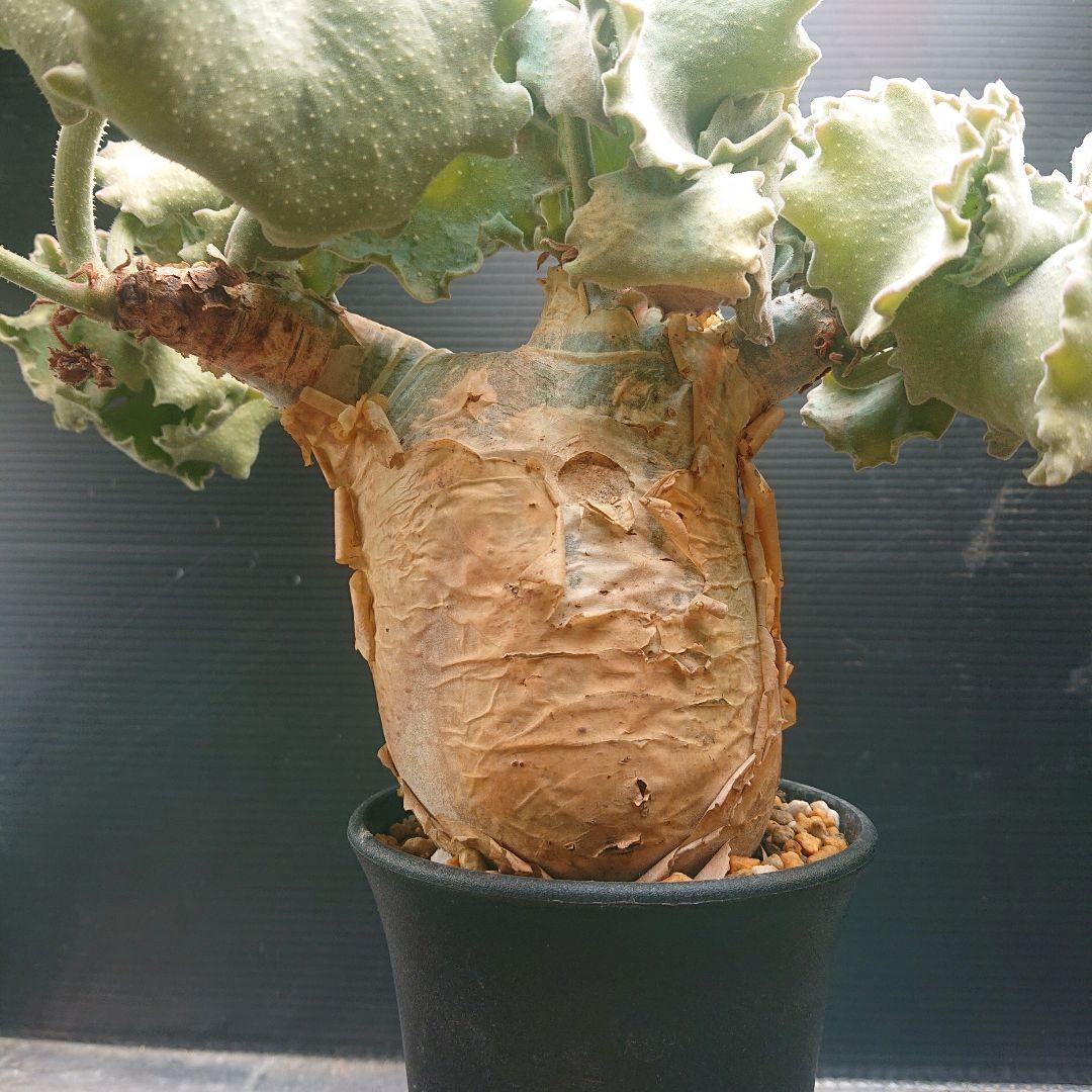 かじゅまるキフォステンマ マクロプス 現地球 発根済み 塊根植物 パキプス