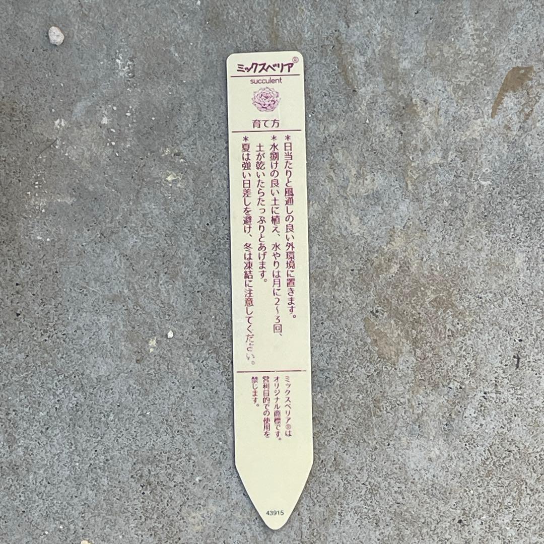 札付き！　人気品種！　葉多い！　花芽付　ミックスベリア　青鬼　抜き苗