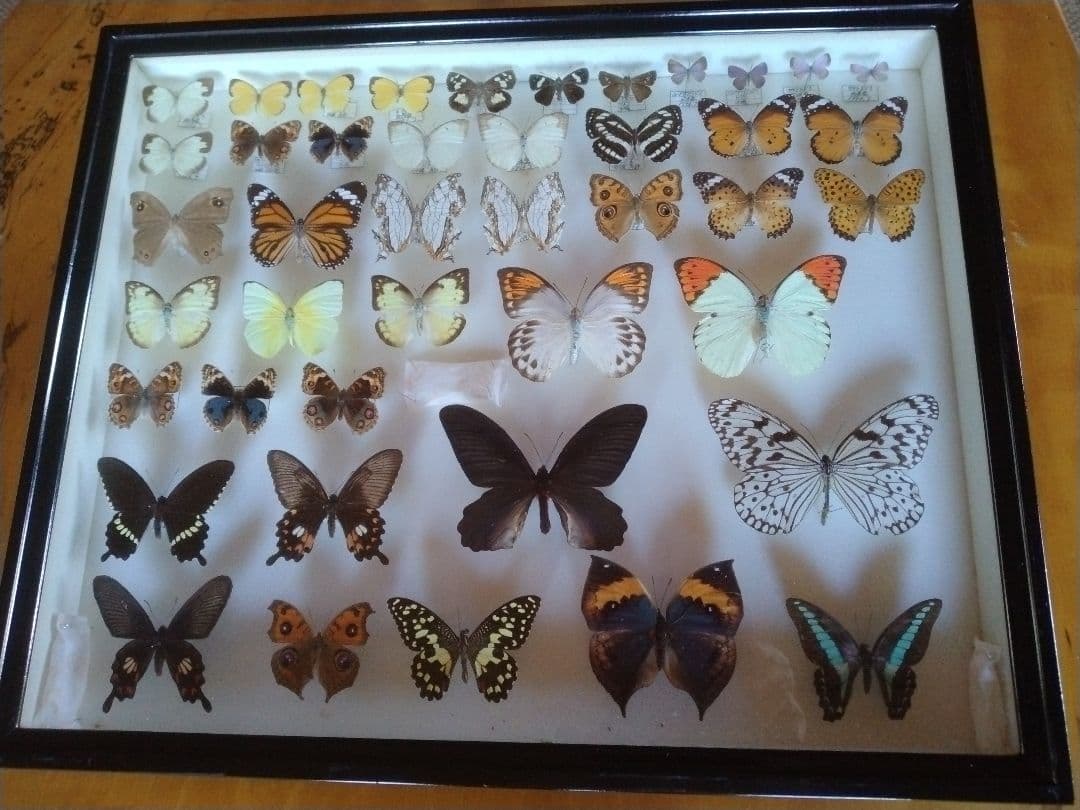 蝶の標本 フレーム入り 多種多様沖縄産　2