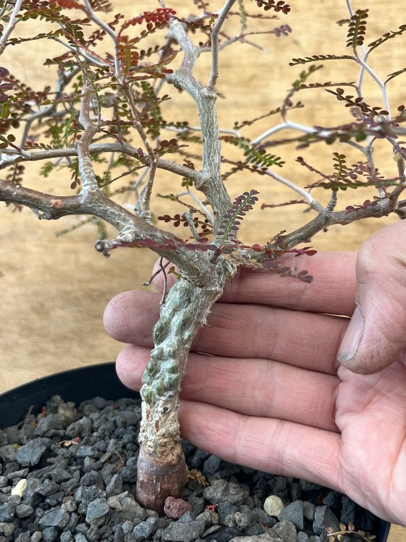 オペルクリカリア　パキプス　実生株