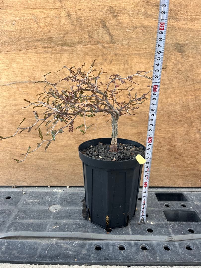 オペルクリカリア　パキプス　実生株