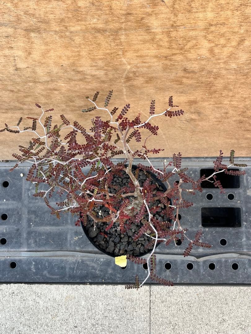 オペルクリカリア　パキプス　実生株