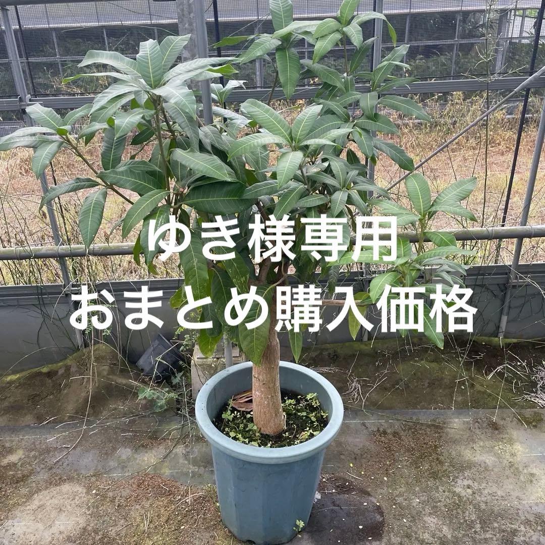 マンゴー苗　品種　キーツ　12号特大