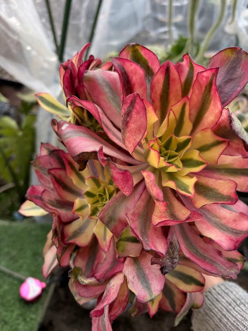 アエオニウム　魅影法師錦