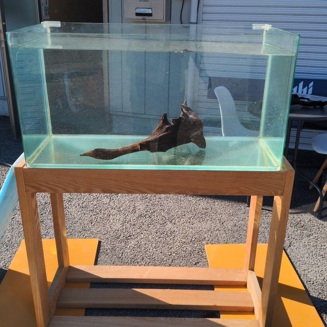 沈水済み中型天然木流木