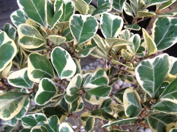 現物「フィカス・スイートハート」８号（陶器）Ficus triangularis