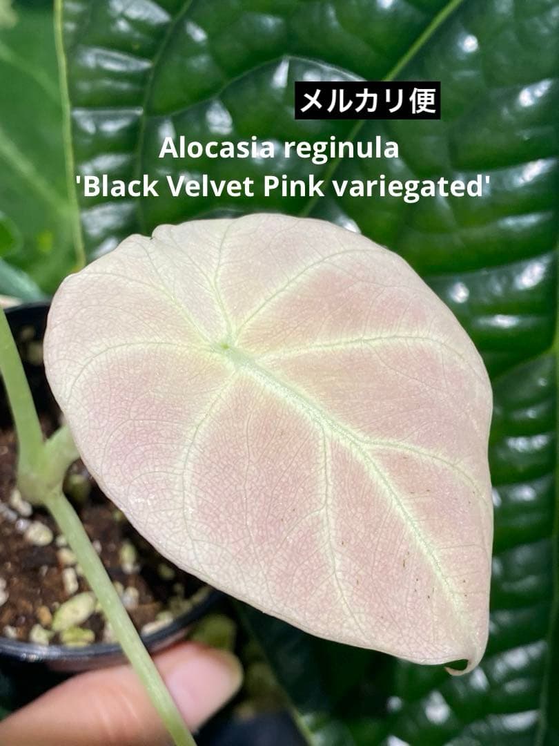 【美しいピンク出ました✨】アロカシア　ブラックベルベット　ピンク　斑入り　希少
