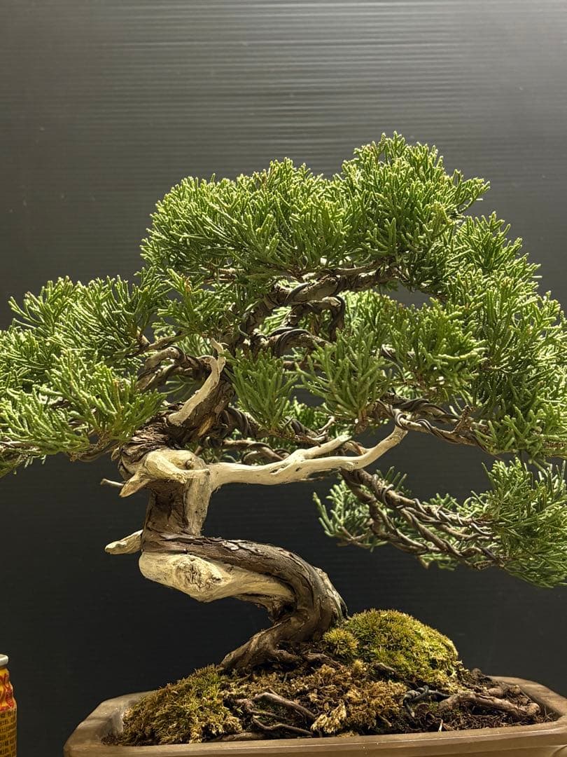 [盆栽]真柏/貴風