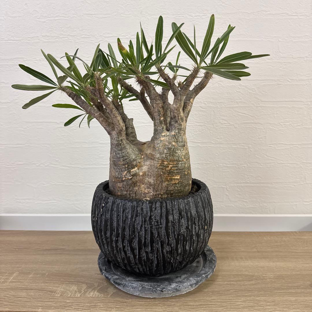 グラキリス　塊根植物 中型 黒い鉢付き