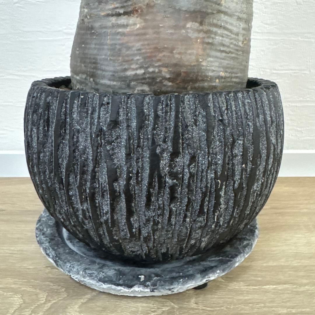 グラキリス　塊根植物 中型 黒い鉢付き