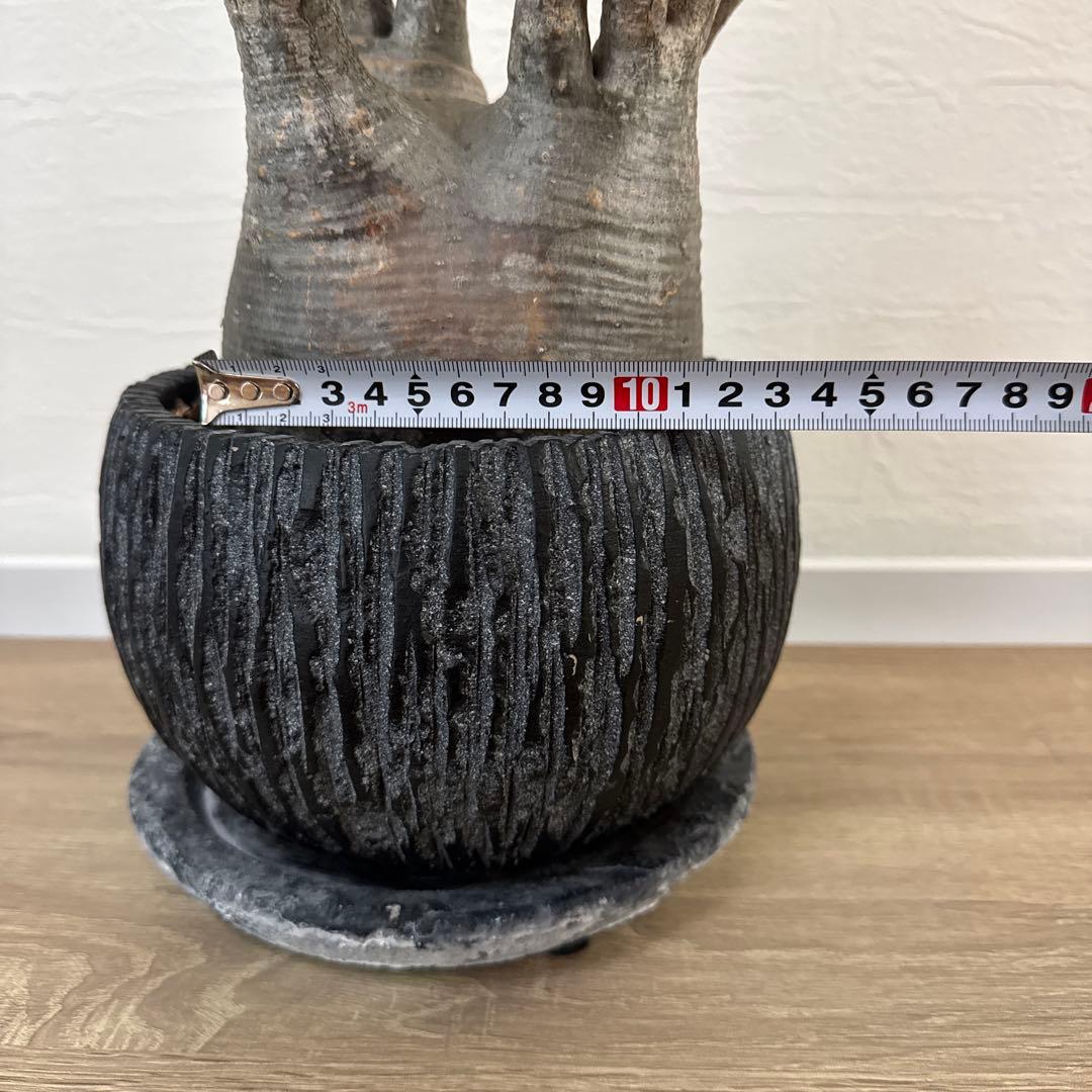 グラキリス　塊根植物 中型 黒い鉢付き