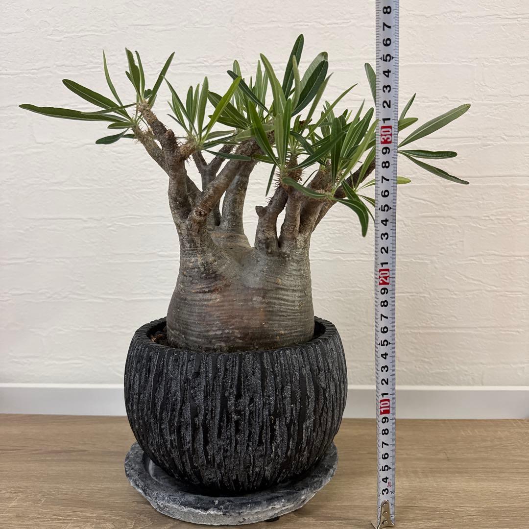 グラキリス　塊根植物 中型 黒い鉢付き