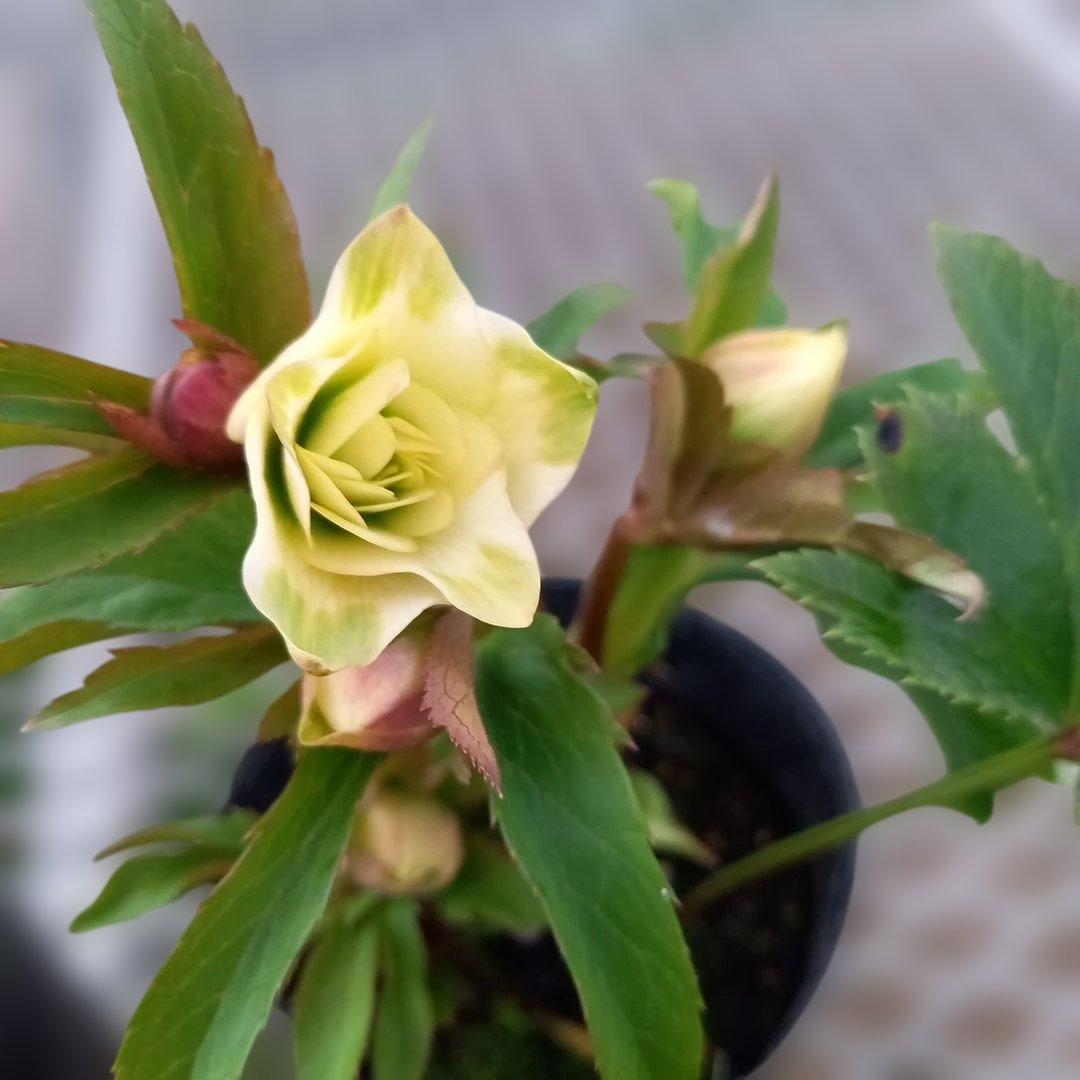 可愛い小輪系♪カップ&星形クリスマスローズ4個セット、苗、開花株