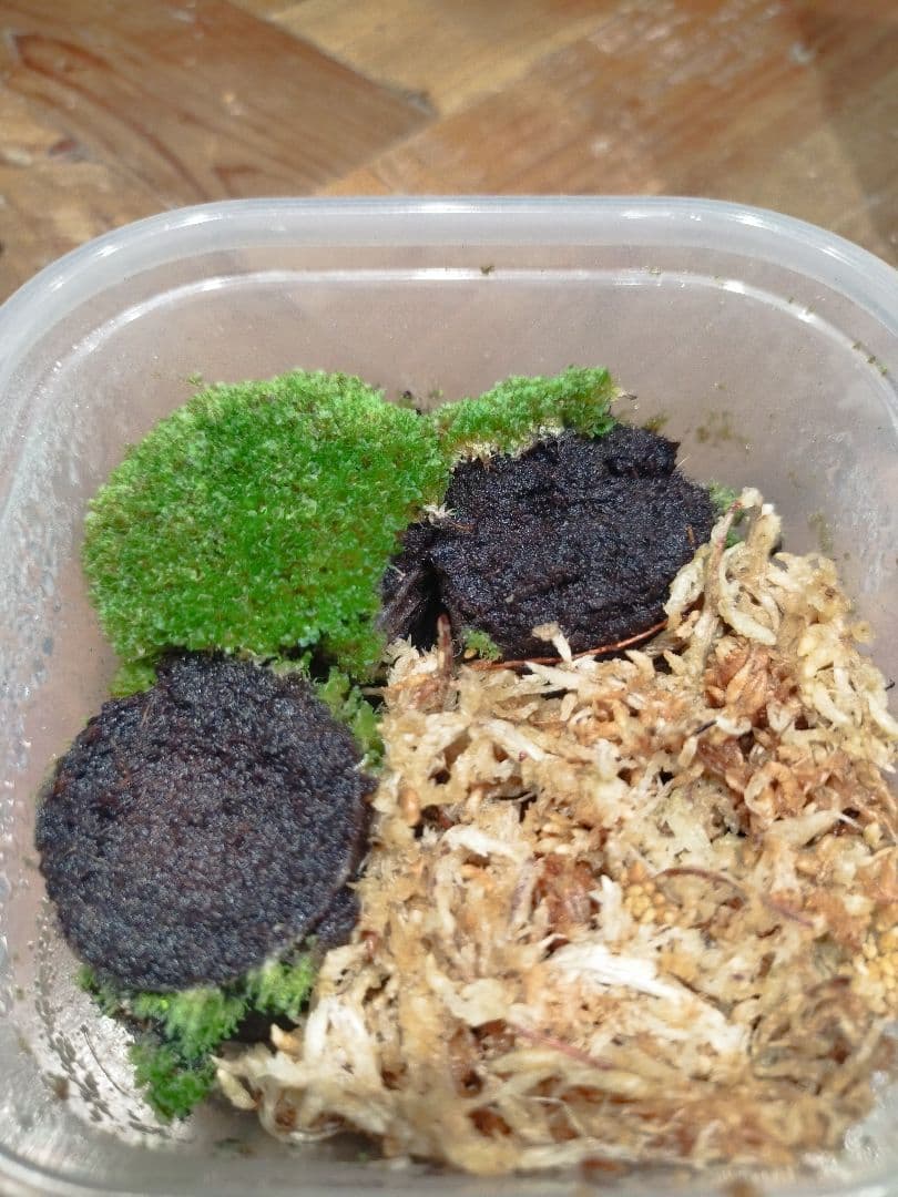 taichi　OMG、ベイチーワイルドvp#14、アーバンリバー