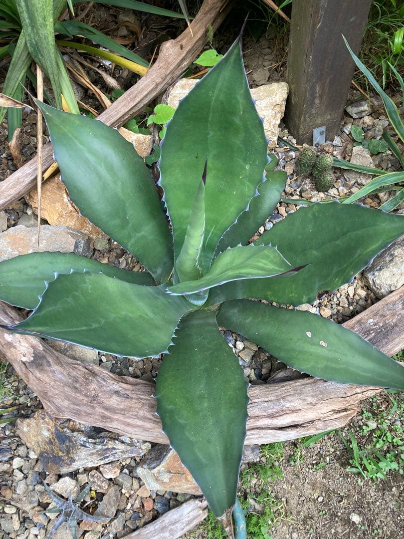 耐寒性アガベ サルミアナフェロックス大株◇ドライガーデン多肉サボテン南国ユッカ