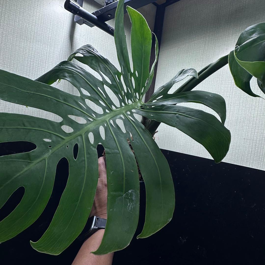 ま*め様 モンステラデリシオーサマクロコズム超希少系統鉢植え