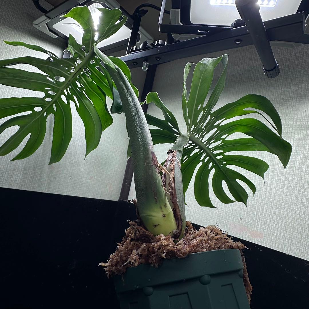 ま*め様 モンステラデリシオーサマクロコズム超希少系統鉢植え