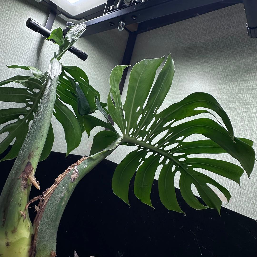 ま*め様 モンステラデリシオーサマクロコズム超希少系統鉢植え