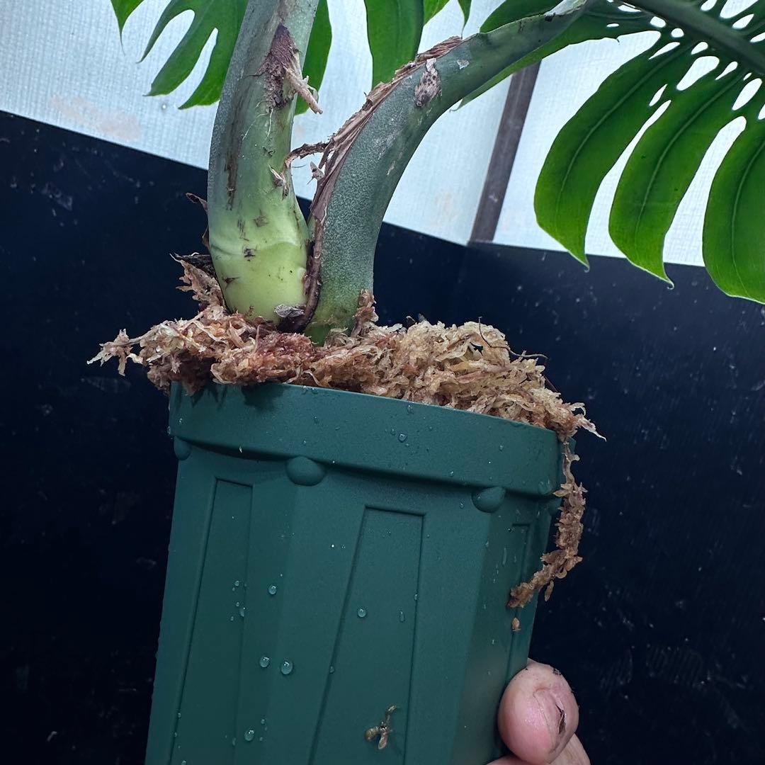 ま*め様 モンステラデリシオーサマクロコズム超希少系統鉢植え