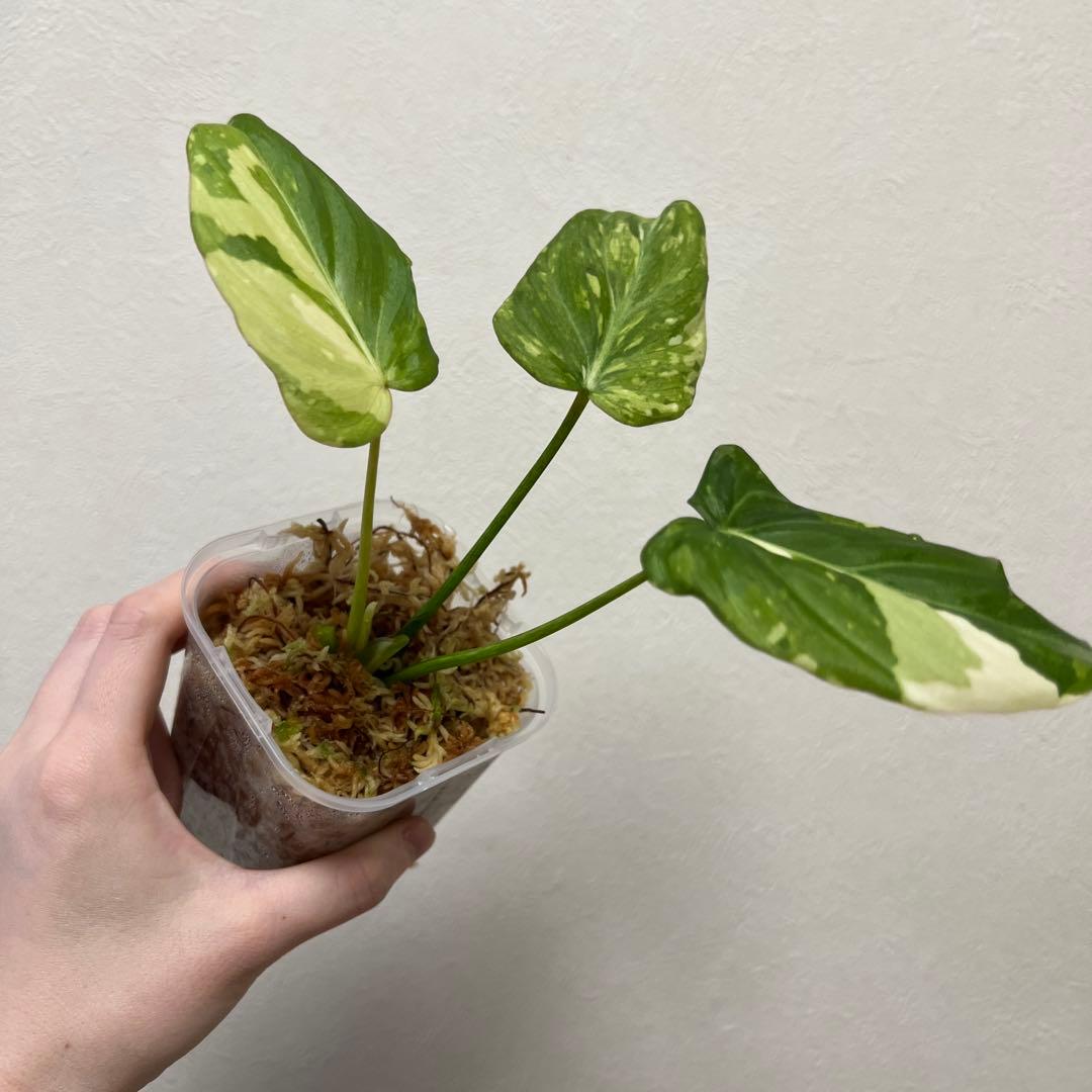 フィロデンドロン　グロリオーサム　トリカラー　斑入り　バリエガータ