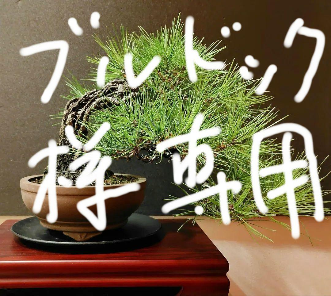 赤松盆栽！