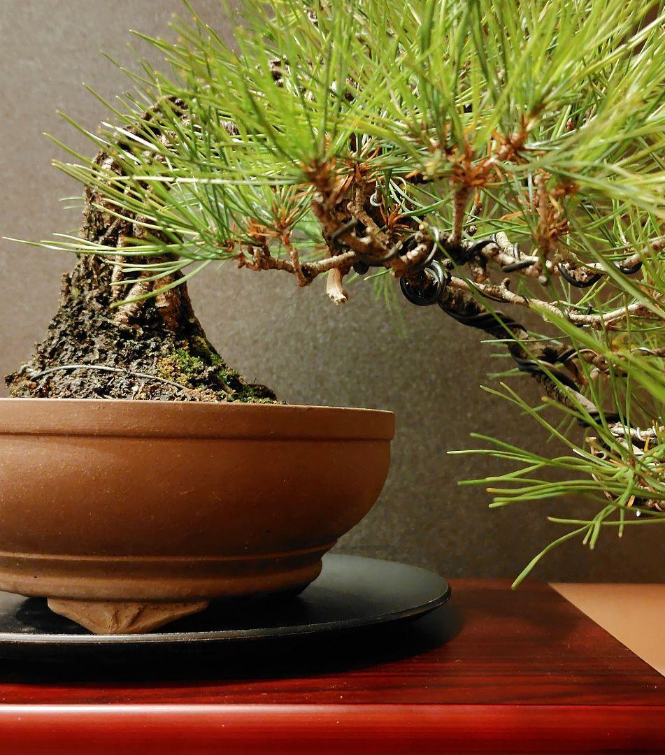 赤松盆栽！