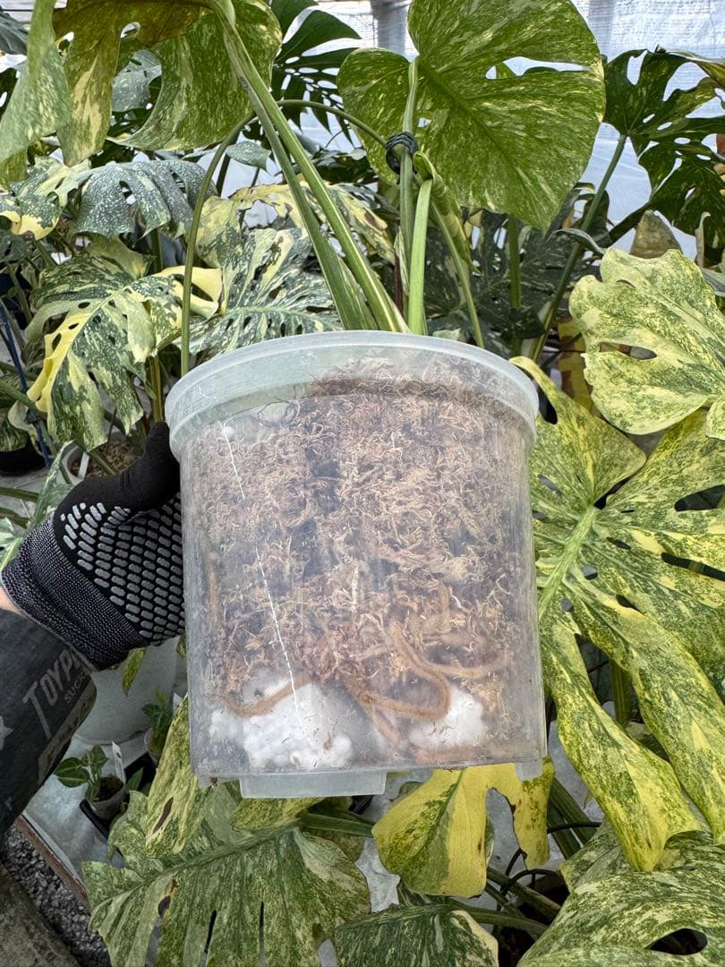 L5 モンステラ　レガシー　送料込み