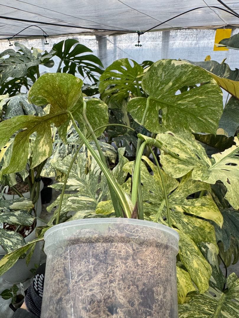 L5 モンステラ　レガシー　送料込み