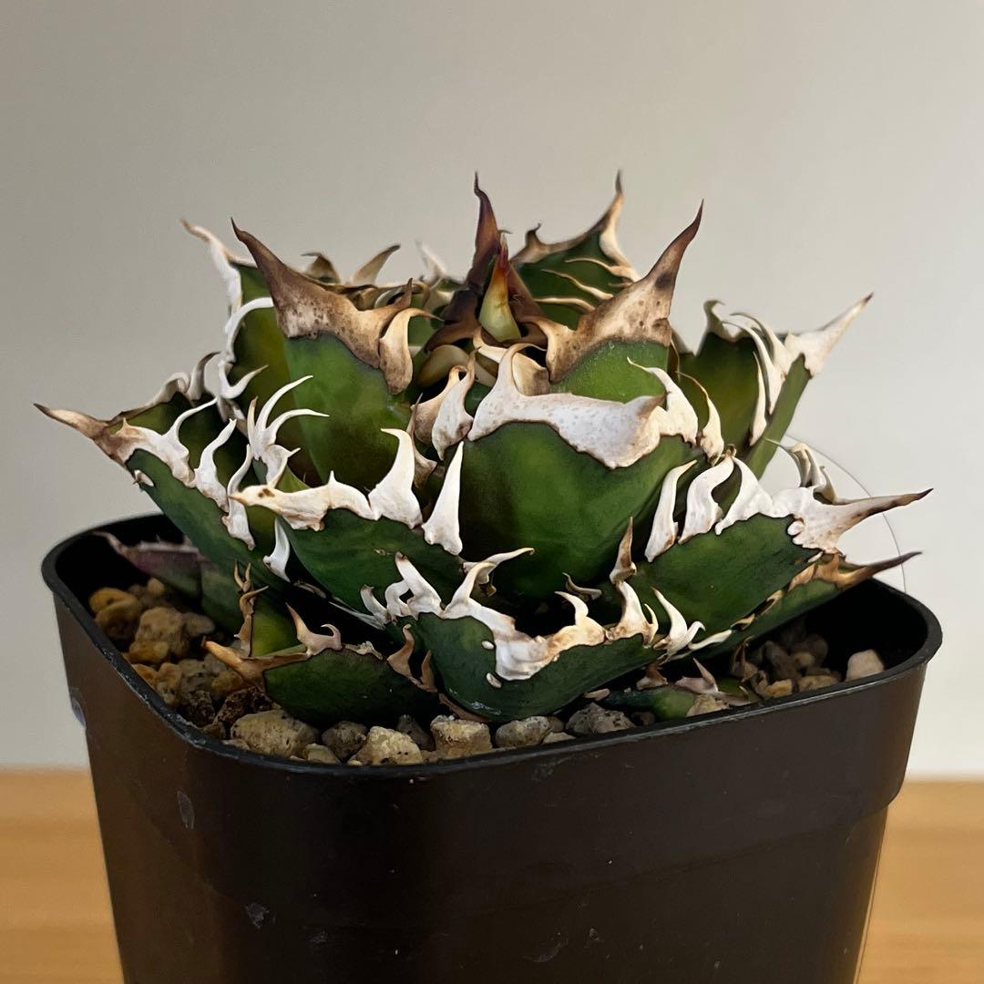 超コンパクト アガベチタノタレッドキャットウィーズル赤猫　現品鉢ごと発送