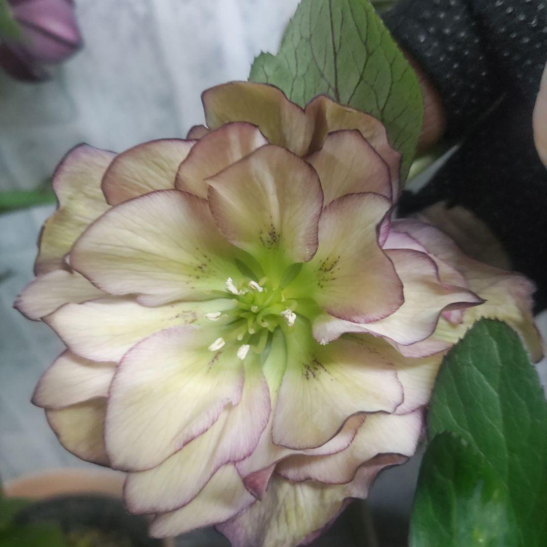 ７日入荷⭐️クリスマスローズダブル咲き⭐️５品種⭐️５鉢セット