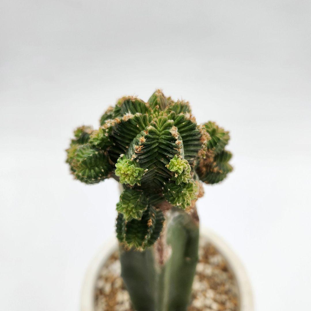 紅籠サボテン 接木 抜き苗