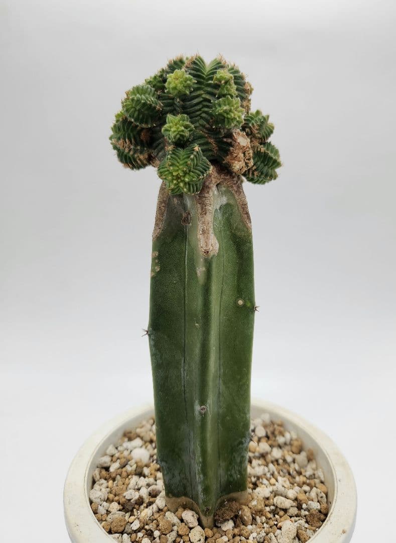 紅籠サボテン 接木 抜き苗